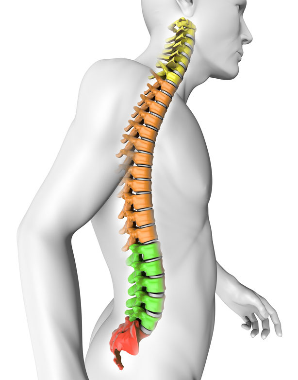 The Spine